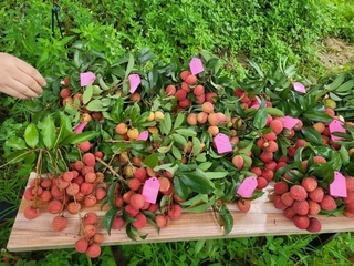 广西水果，需要一次成名的机会